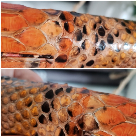 Authentic Pre-owned Fendi Baguette Python Wallet - Picture 13 of 16